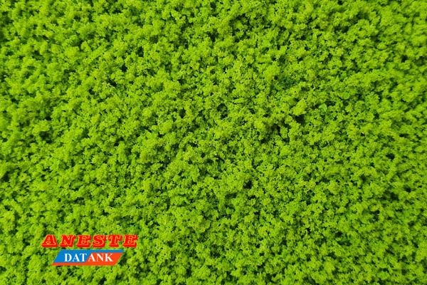 Musgo verde pradera