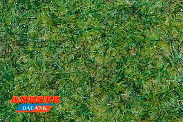 Césped verde hierva